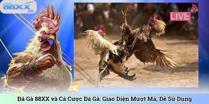 Đá Gà 88XX và Cá Cược Đá Gà: Giao Diện Mượt Mà, Dễ Sử Dụng